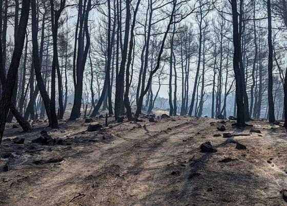 Και ενώ η φωτιά στον Έβρο δεν πρόλαβε να σβήσει καλά-καλά, η λαθροδιακίνηση καλά κρατεί. 
